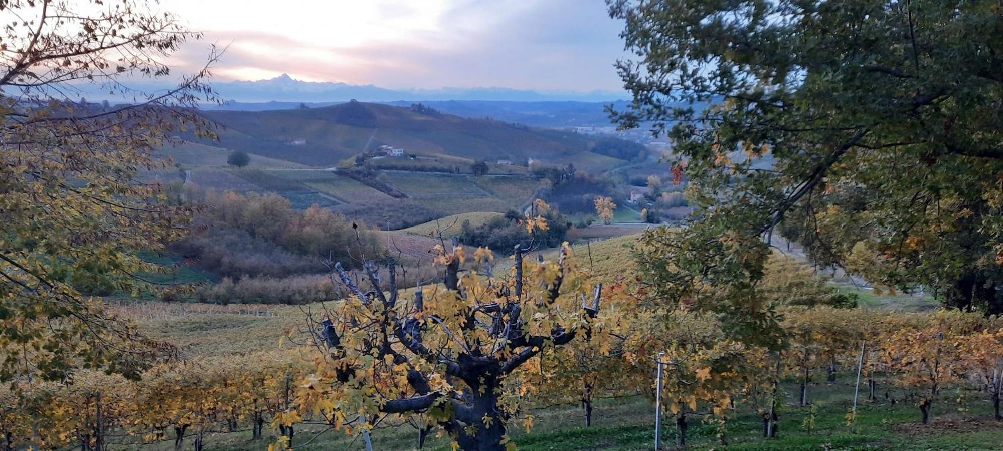 Ca Trifolera Barbaresco - Romantico Cascinale Con Antica Cantina Nel Cuore Delle Langhe - Degustazione Vini Nella Nostra Cantina מראה חיצוני תמונה