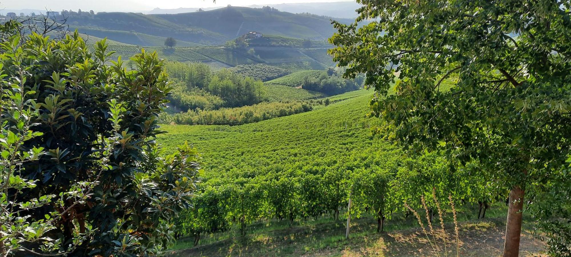 Ca Trifolera Barbaresco - Romantico Cascinale Con Antica Cantina Nel Cuore Delle Langhe - Degustazione Vini Nella Nostra Cantina מראה חיצוני תמונה